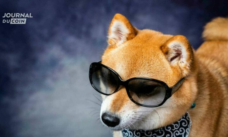 Shiba more popular than Ethereum?  The crypto with dog among the most searched on Google